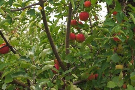 Malus d. 'Jonagold' (laat) 14-16 Hoogstam draadkluit 2 X verplant - afbeelding 4
