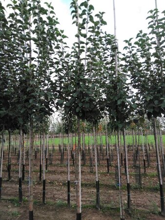 Malus d. 'Kaiser Wilhelm' 12-14 Hoogstam wortelgoed 2 X verplant - afbeelding 5