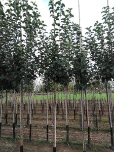 Malus d. 'Kaiser Wilhelm' 12-14 Hoogstam wortelgoed 2 X verplant - afbeelding 5