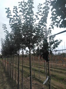 Malus d. 'Kaiser Wilhelm' 12-14 Hoogstam wortelgoed 2 X verplant - afbeelding 6