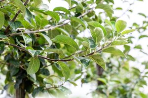 Malus d. 'Kaiser Wilhelm' 14-16 Hoogstam draadkluit 2 X verplant - afbeelding 4