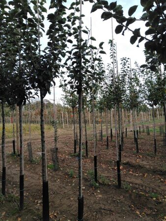 Malus d. 'Kaiser Wilhelm' 6-8 Hoogstam wortelgoed - afbeelding 8