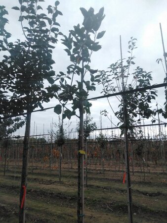 Malus d. 'Kaiser Wilhelm' 6-8 Hoogstam wortelgoed - afbeelding 5