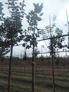 Malus d. 'Kaiser Wilhelm' 6-8 Hoogstam wortelgoed - afbeelding 5