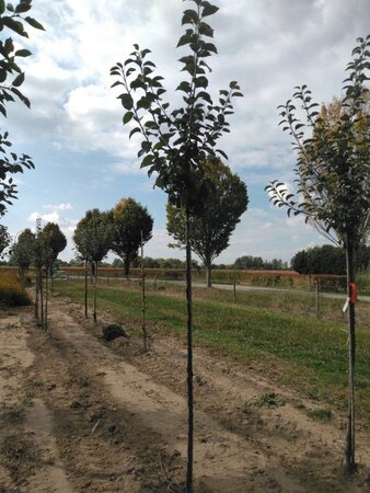 Malus d. 'Kaiser Wilhelm' 6-8 Hoogstam wortelgoed - afbeelding 6