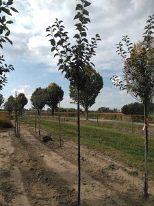 Malus d. 'Kaiser Wilhelm' 6-8 Hoogstam wortelgoed - afbeelding 6