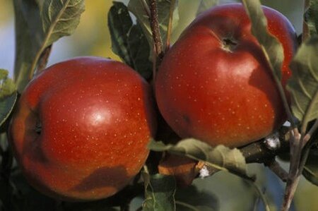 Malus d. 'Melrose' 12-14 Hoogstam wortelgoed 2 X verplant - afbeelding 4