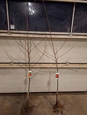 Malus d. 'Melrose' 2jr. A kwal. wortelgoed struik - afbeelding 2