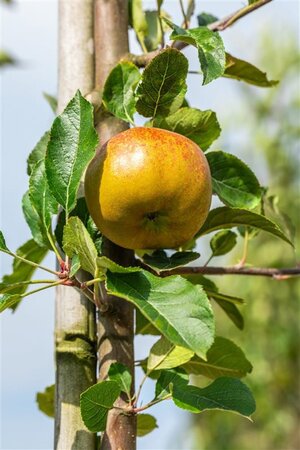 Malus d. 'Melrose' 2jr. A kwal. wortelgoed struik - afbeelding 4