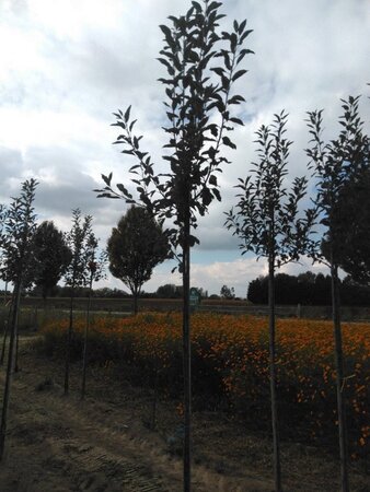 Malus d. 'Melrose' 6-8 Hoogstam wortelgoed - afbeelding 6