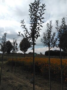 Malus d. 'Melrose' 6-8 Hoogstam wortelgoed - afbeelding 6