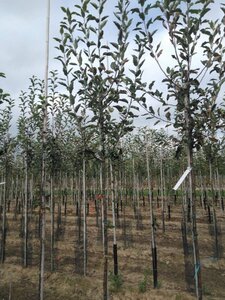 Malus d. 'Melrose' 8-10 Hoogstam wortelgoed - afbeelding 5