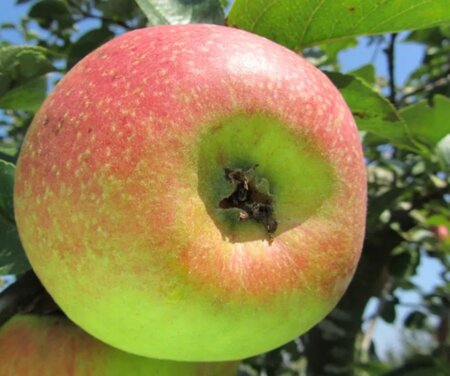 Malus d. 'Reinette Descardre' 10-12 Hoogstam wortelgoed