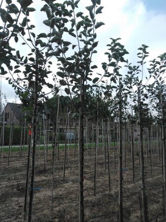 Malus d. 'Schone van Boskoop'=Goudreinette 10-12 Hoogstam wortelgoed - afbeelding 2