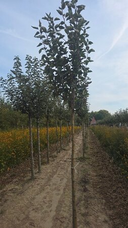 Malus d. 'Transparente Blanche' (vroeg)'=Weisser Klarapfel= oogst 12-14 Hoogstam wortelgoed 2 X verplant - afbeelding 4