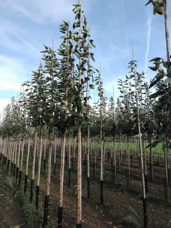 Malus d. 'Transparente Blanche' (vroeg)'=Weisser Klarapfel= oogst 12-14 Hoogstam wortelgoed 2 X verplant - afbeelding 6