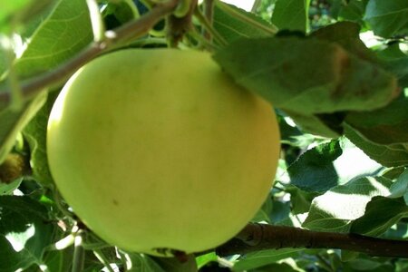 Malus d. 'Transparente Blanche' (vroeg)'=Weisser Klarapfel= oogst 12-14 Hoogstam wortelgoed 2 X verplant - afbeelding 2