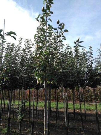 Malus d. 'Transparente Blanche' (vroeg)'=Weisser Klarapfel= oogst 8-10 Hoogstam wortelgoed - afbeelding 4