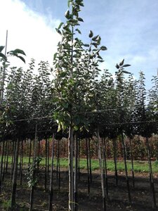 Malus d. 'Transparente Blanche' (vroeg)'=Weisser Klarapfel= oogst 8-10 Hoogstam wortelgoed - afbeelding 4