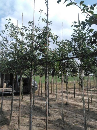 Malus floribunda 6-8 Hoogstam wortelgoed - afbeelding 1