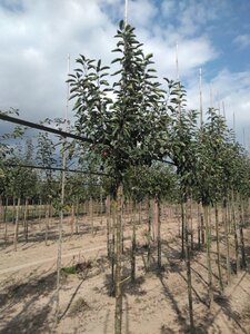 Malus 'John Downie' 8-10 Hoogstam wortelgoed - afbeelding 2