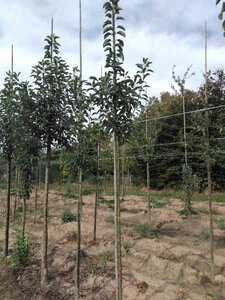 Malus 'John Downie' 8-10 Hoogstam wortelgoed - afbeelding 3