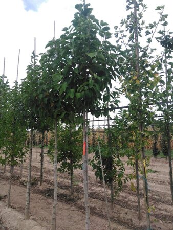 Magnolia kobus 14-16 Hoogstam draadkluit 2 X verplant