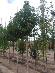 Magnolia kobus 14-16 Hoogstam draadkluit 2 X verplant