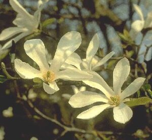 Magnolia kobus 16-18 Hoogstam draadkluit 3 X verplant - afbeelding 4