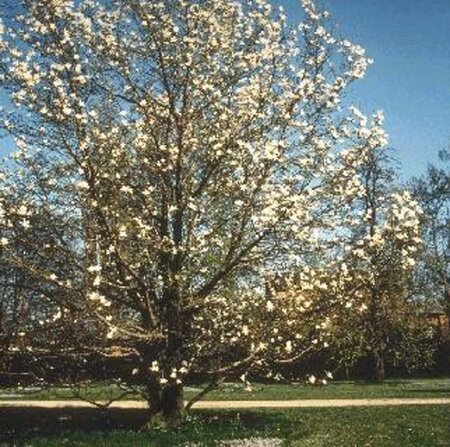 Magnolia kobus 18-20 Hoogstam draadkluit 3 X verplant - afbeelding 4