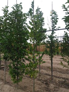 Magnolia kobus 6-8 cm met kluit geveerd - afbeelding 1