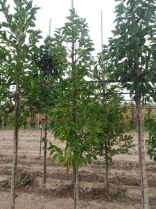 Magnolia kobus 8-10 cm met kluit geveerd - afbeelding 1
