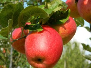 Malus d. 'Braeburn' (laat) 6-8 Halfstam wortelgoed