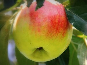 Malus d. 'Dubbele Bellefleur' = 'Bellefleur Double' 8-10 Hoogstam wortelgoed