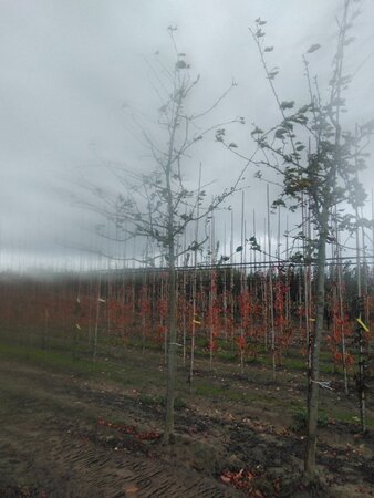 Malus 'Lemoinei' 20-25 Hoogstam draadkluit 3 X verplant - afbeelding 3