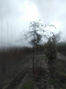 Malus 'Lemoinei' 25-30 Hoogstam draadkluit 3 X verplant - afbeelding 3