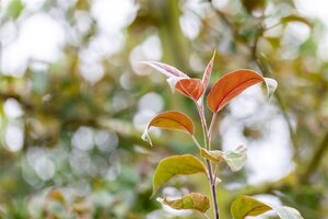 Malus 'Lemoinei' 25-30 Hoogstam draadkluit 3 X verplant - afbeelding 2