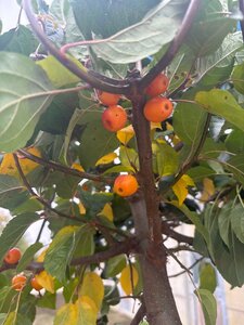 Malus 'Professor Sprenger' 10-12 Hoogstam wortelgoed - afbeelding 1