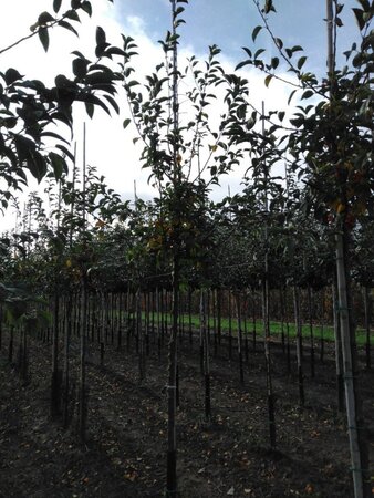 Malus 'Professor Sprenger' 12-14 Hoogstam wortelgoed 2 X verplant