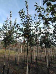 Malus 'Professor Sprenger' 8-10 Hoogstam wortelgoed - afbeelding 3