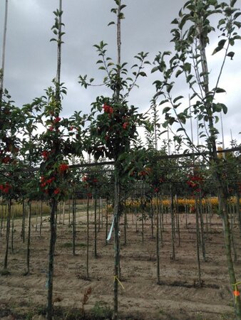 Malus 'Professor Sprenger' 8-10 Hoogstam wortelgoed - afbeelding 1