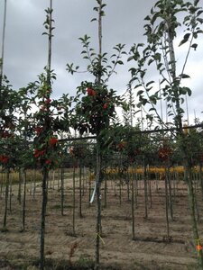 Malus 'Professor Sprenger' 8-10 Hoogstam wortelgoed - afbeelding 1