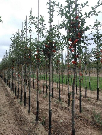 Malus 'Professor Sprenger' 8-10 Hoogstam wortelgoed - afbeelding 4