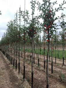 Malus 'Professor Sprenger' 8-10 Hoogstam wortelgoed - afbeelding 4