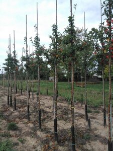 Malus 'Professor Sprenger' 8-10 Hoogstam wortelgoed - afbeelding 2