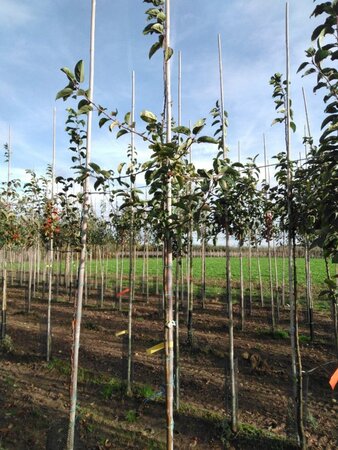 Malus 'Red Sentinel' 6-8 Hoogstam wortelgoed - afbeelding 4