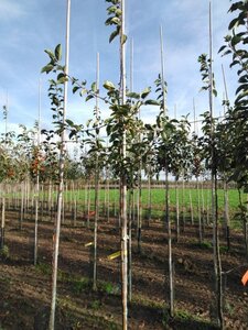 Malus 'Red Sentinel' 6-8 Hoogstam wortelgoed - afbeelding 4