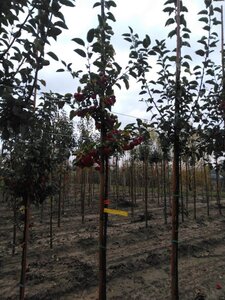 Malus 'Red Sentinel' 6-8 Hoogstam wortelgoed - afbeelding 2