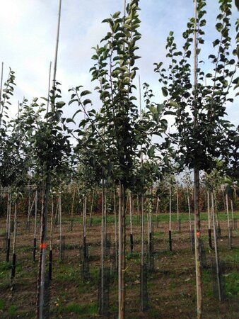 Malus 'Red Sentinel' 8-10 Hoogstam wortelgoed - afbeelding 4