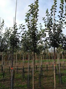 Malus 'Red Sentinel' 8-10 Hoogstam wortelgoed - afbeelding 4